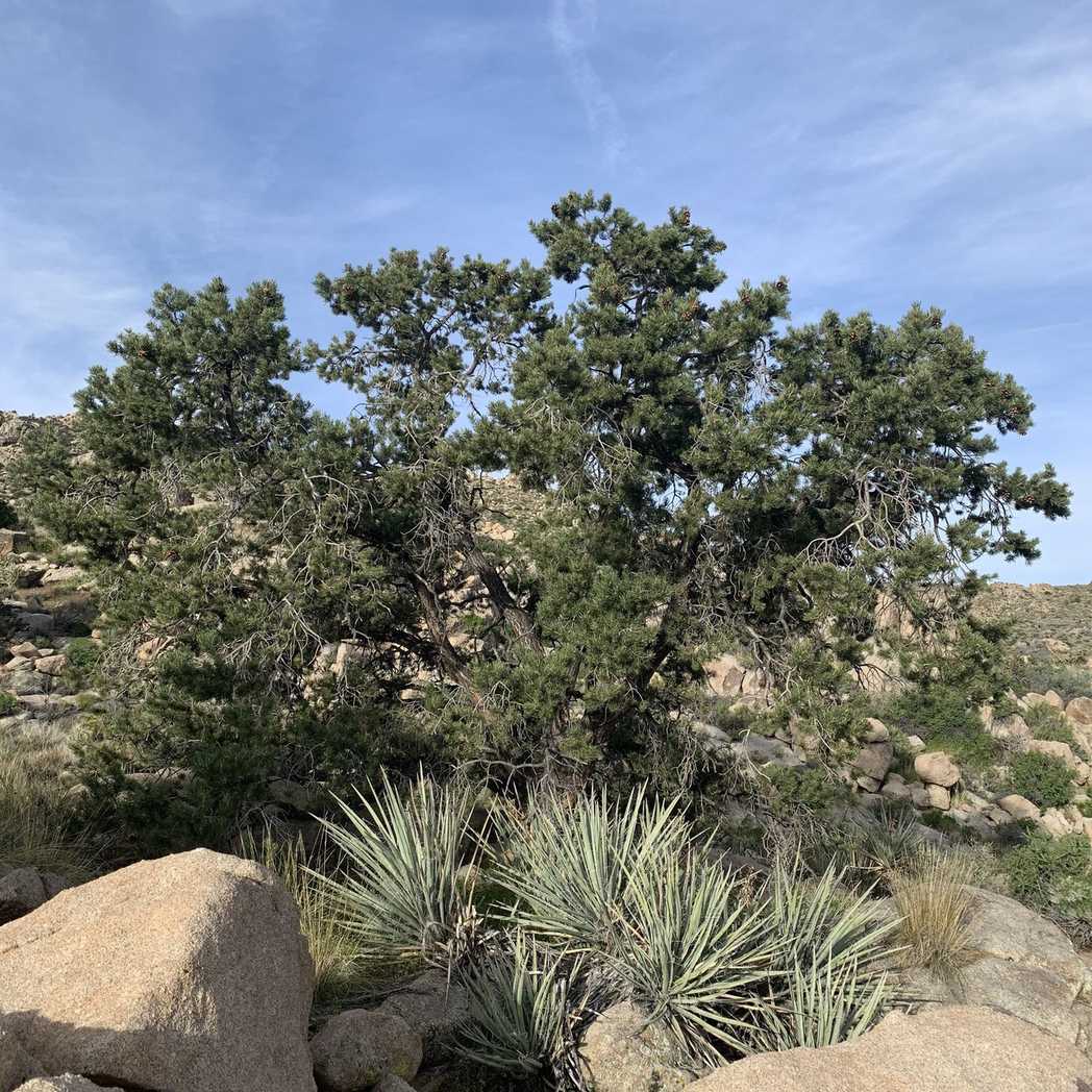 Pinus cembroides