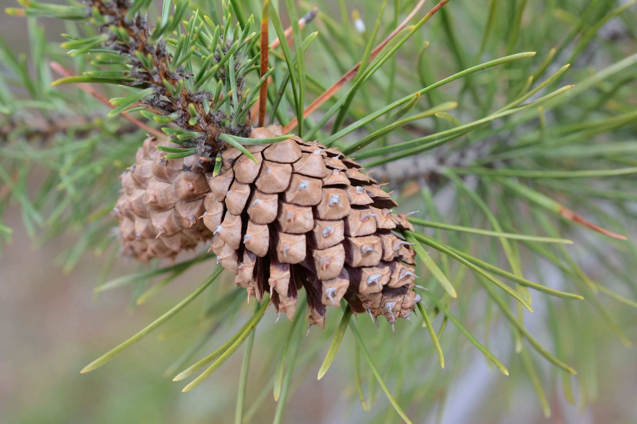 Pinus contorta