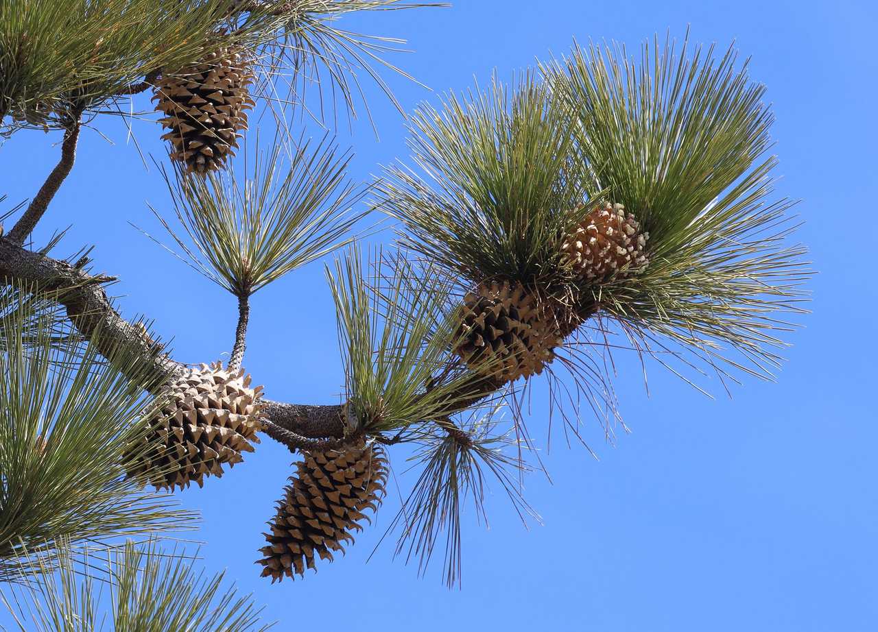 Pinus coulteri