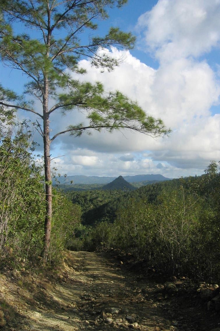 Pinus cubensis