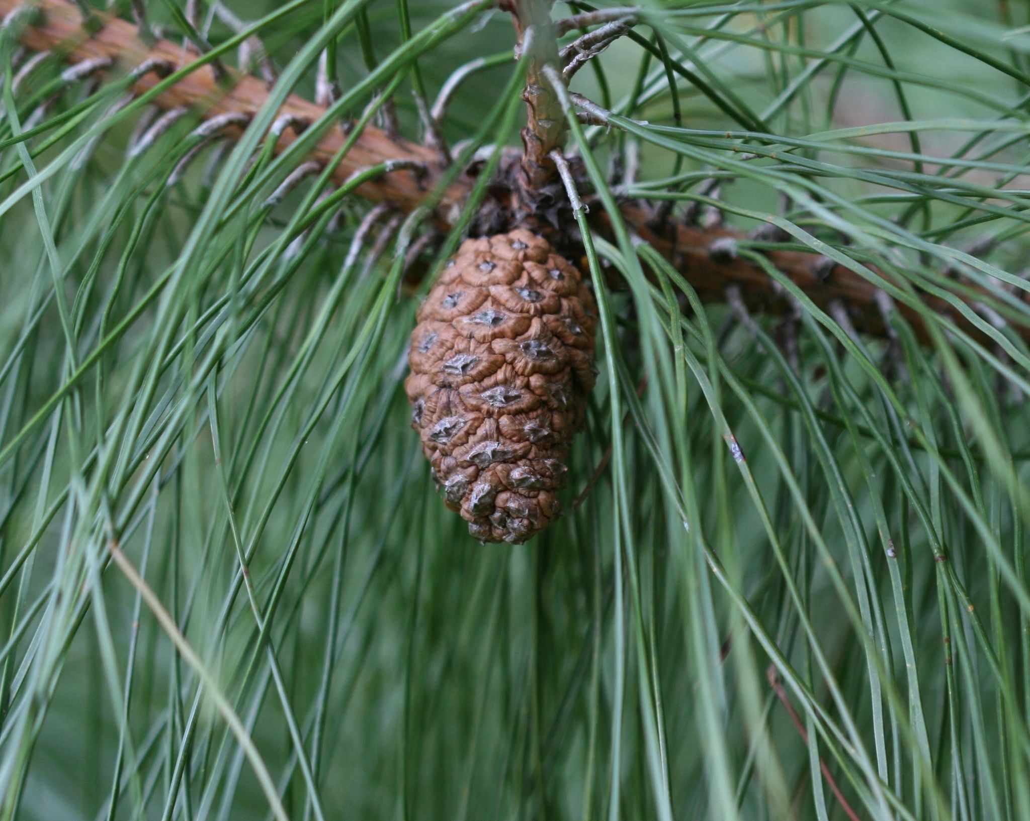 Pinus densata