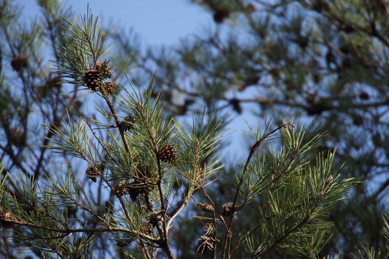Pinus densiflora
