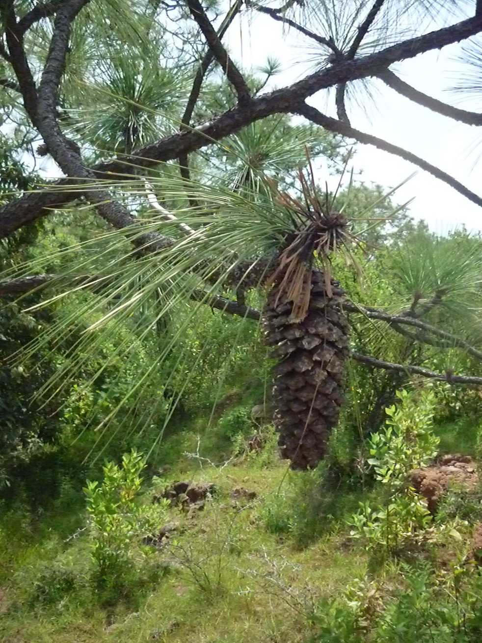 Pinus devoniana