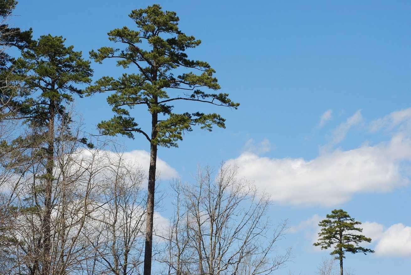 Pinus echinata
