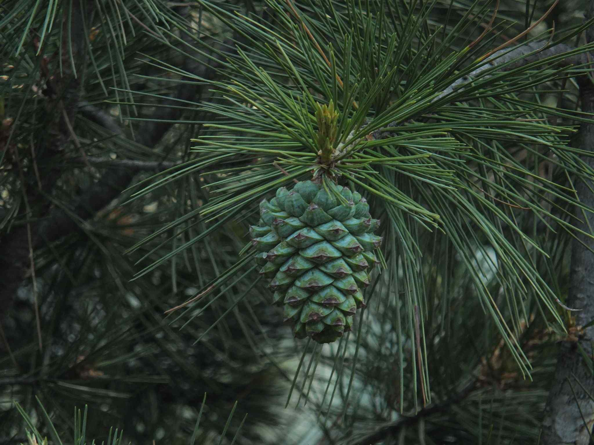 Pinus gerardiana