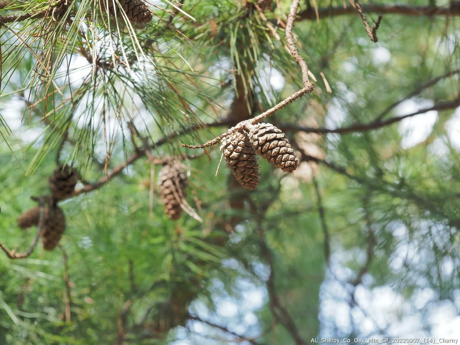 Pinus glabra