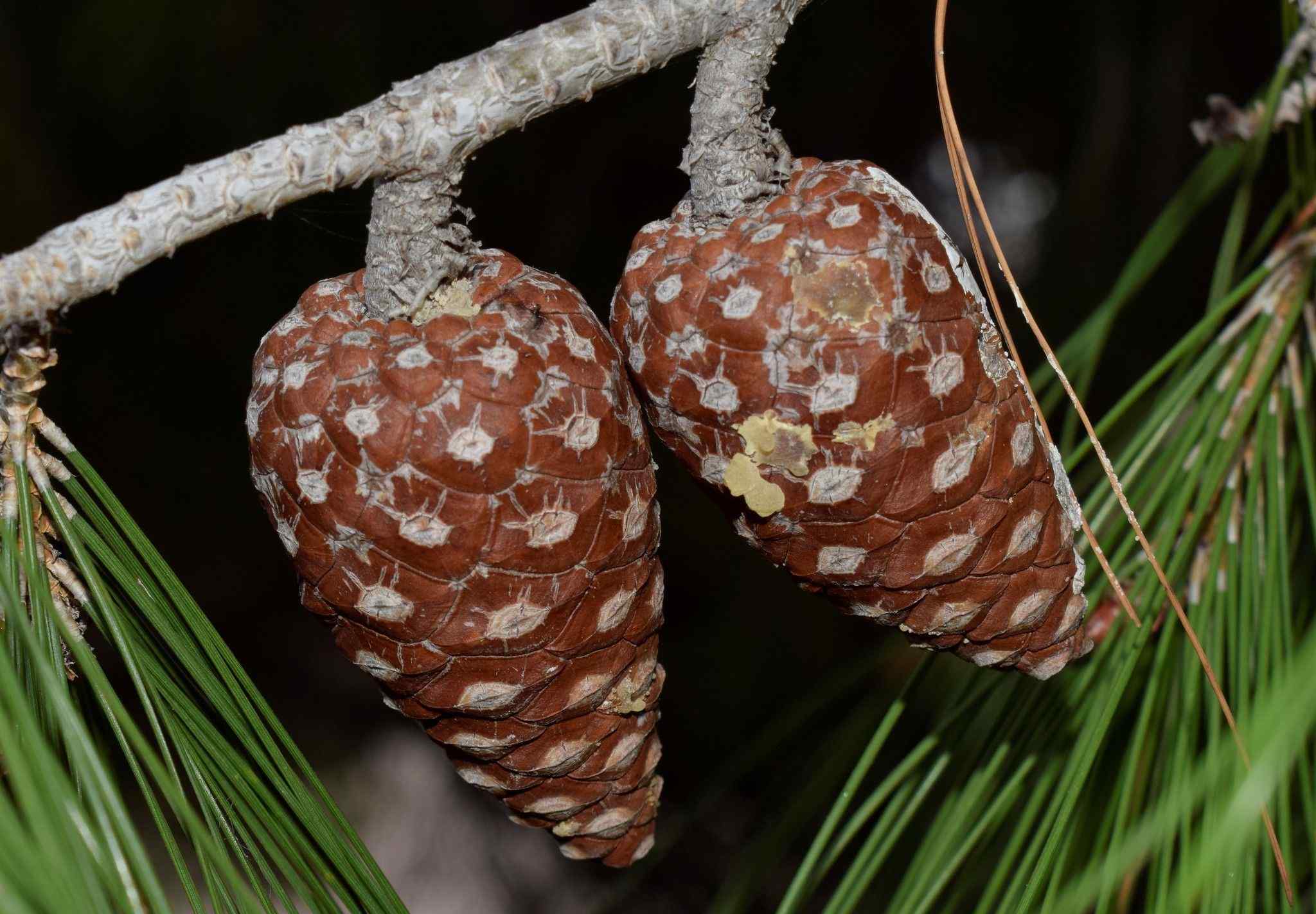 Pinus halepensis