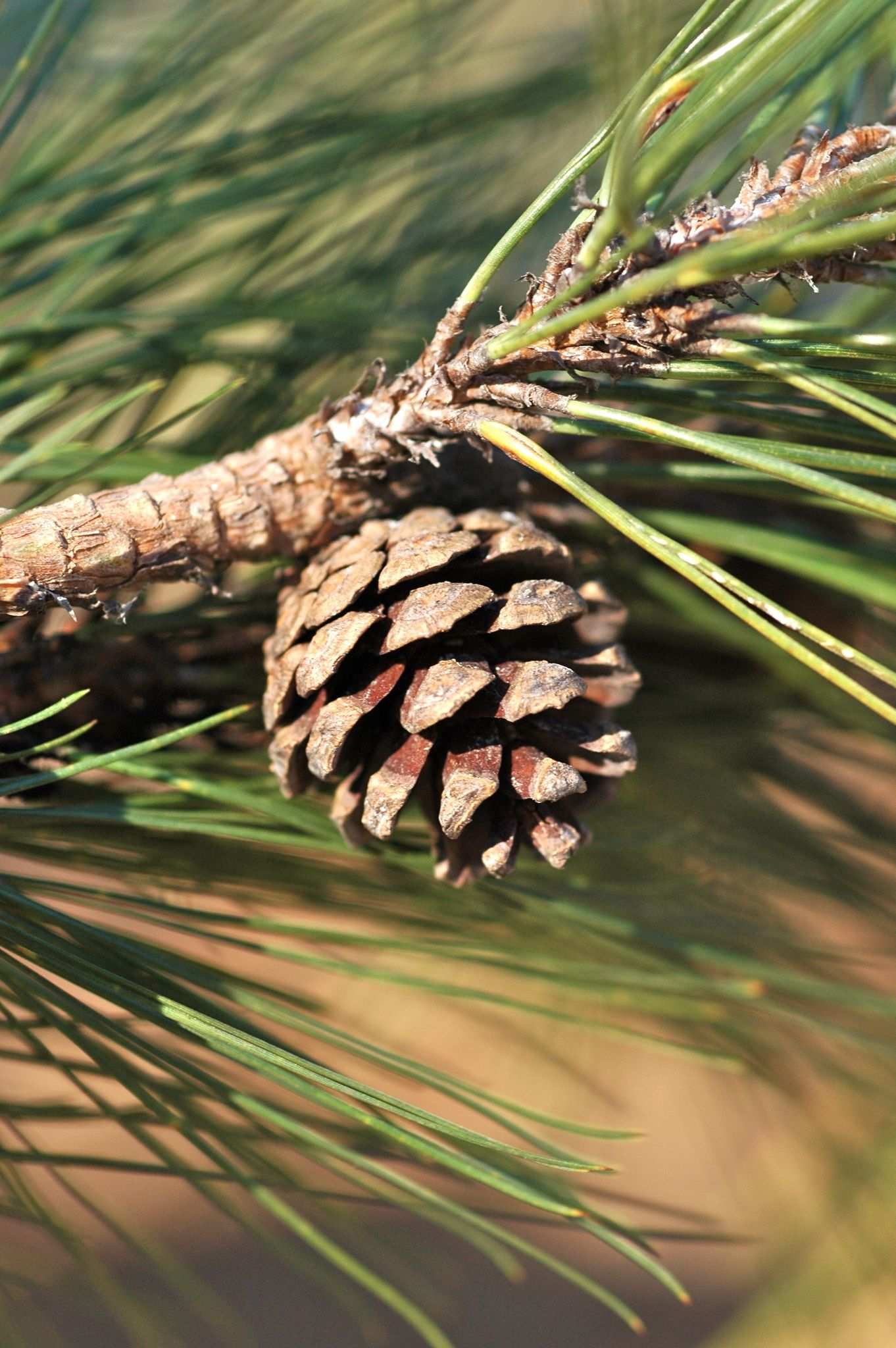 Pinus herrerae