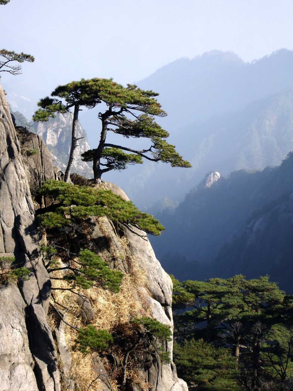Pinus hwangshanensis