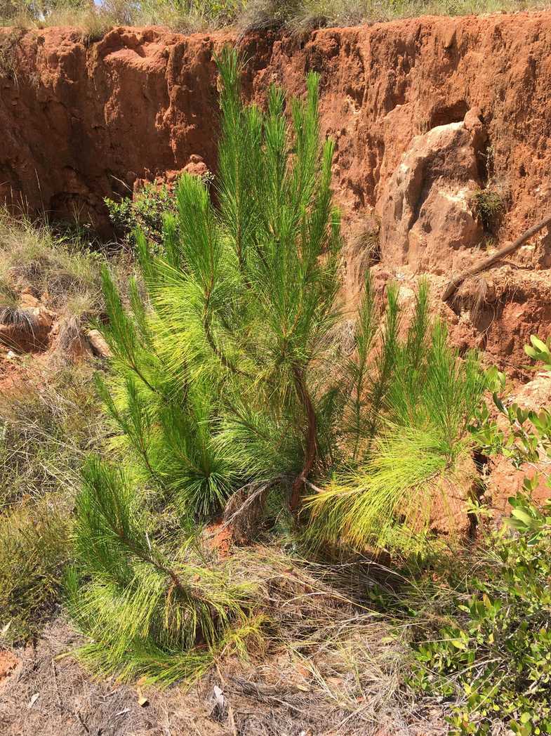 Pinus kesiya