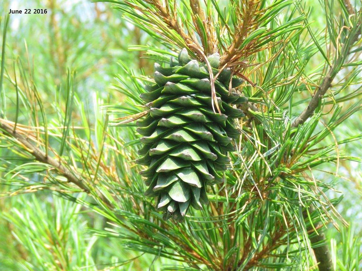 Pinus koraiensis