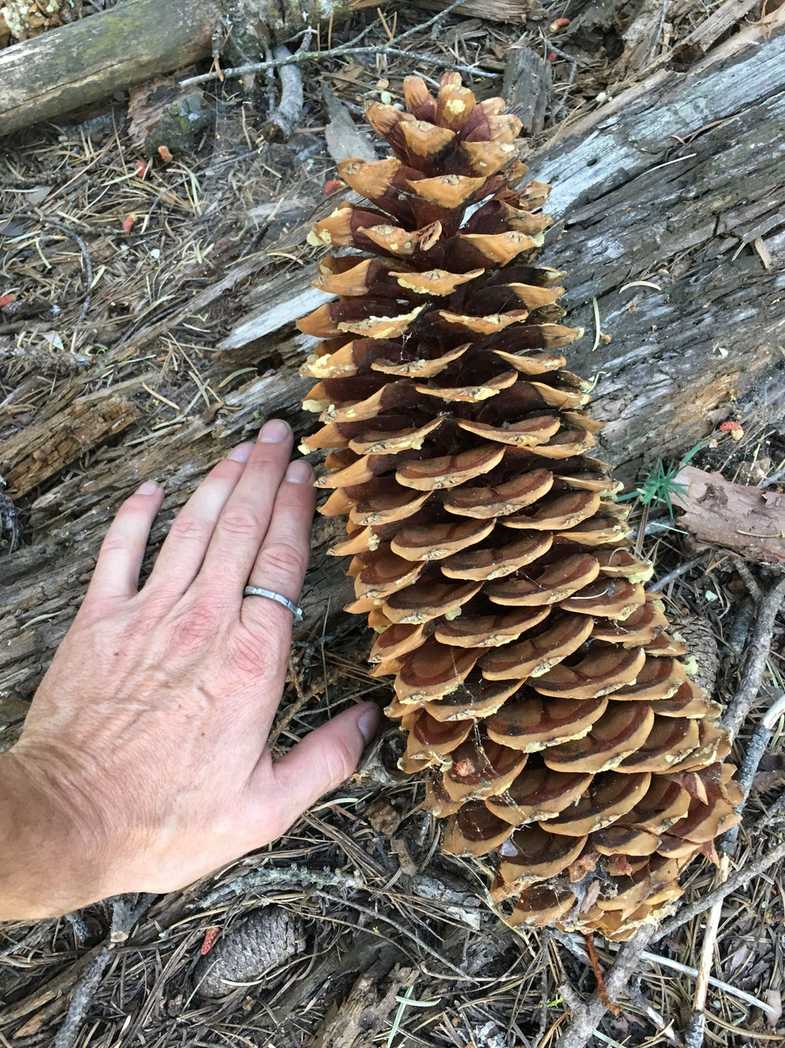 Pinus lambertiana