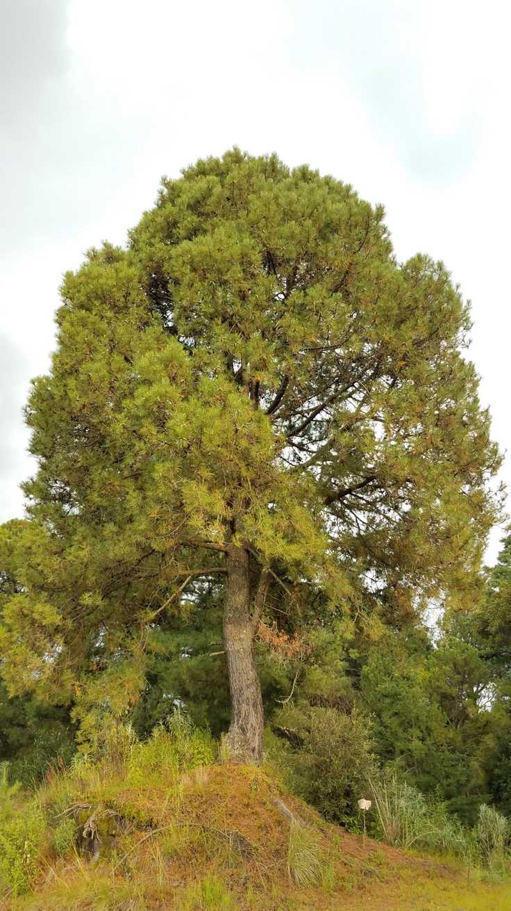 Pinus lawsonii