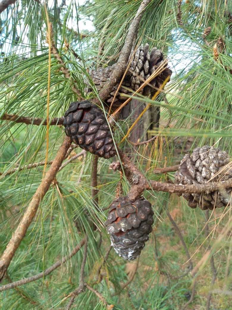 Pinus leiophylla