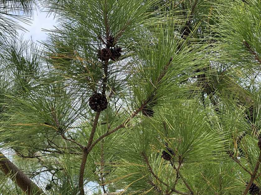 Pinus luchuensis