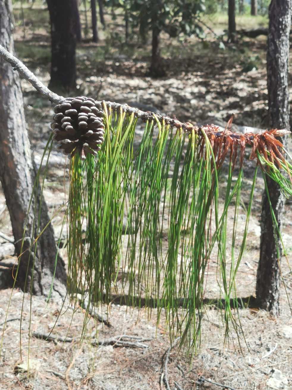 Pinus lumholtzii