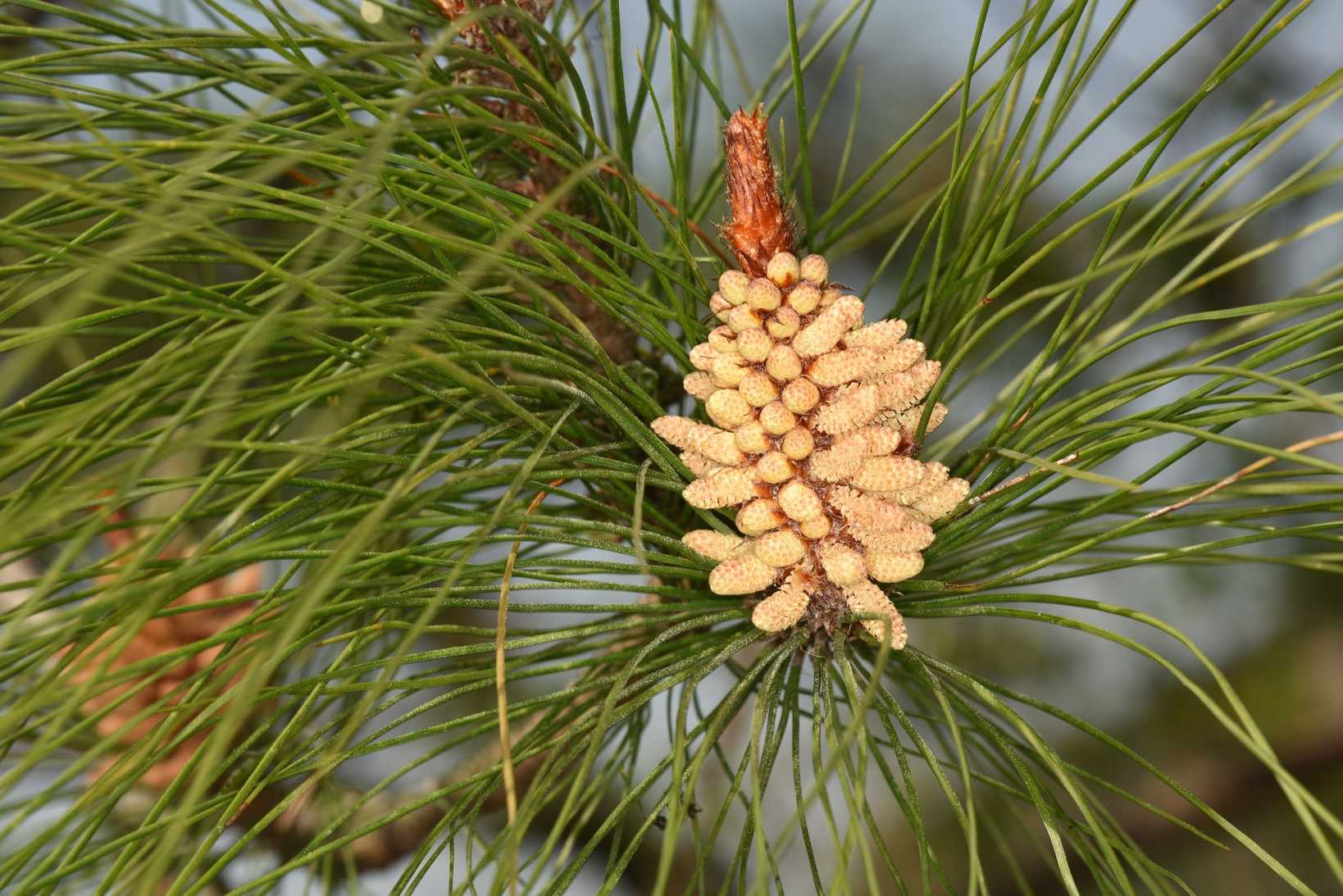 Pinus massoniana