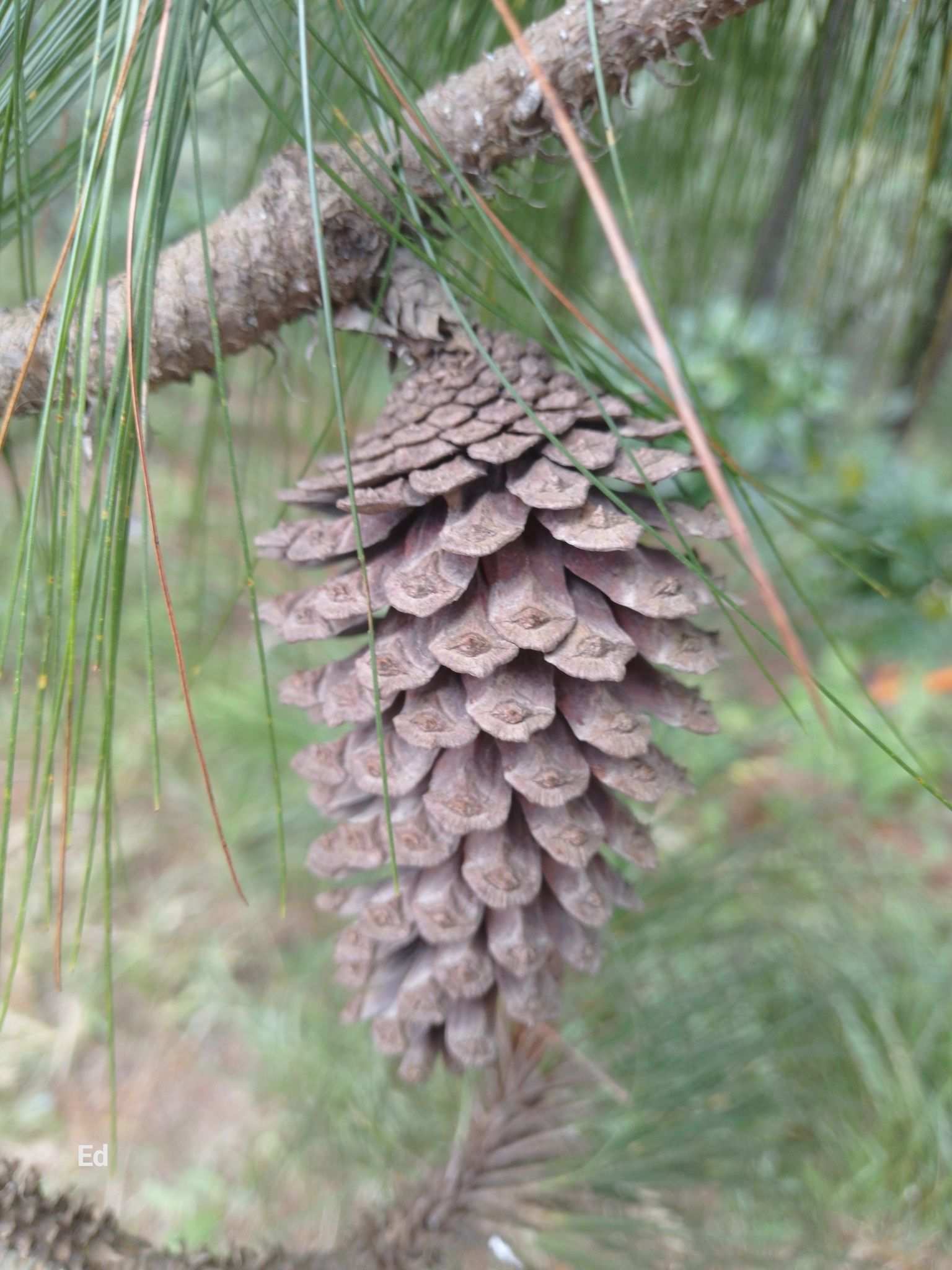 Pinus maximinoi