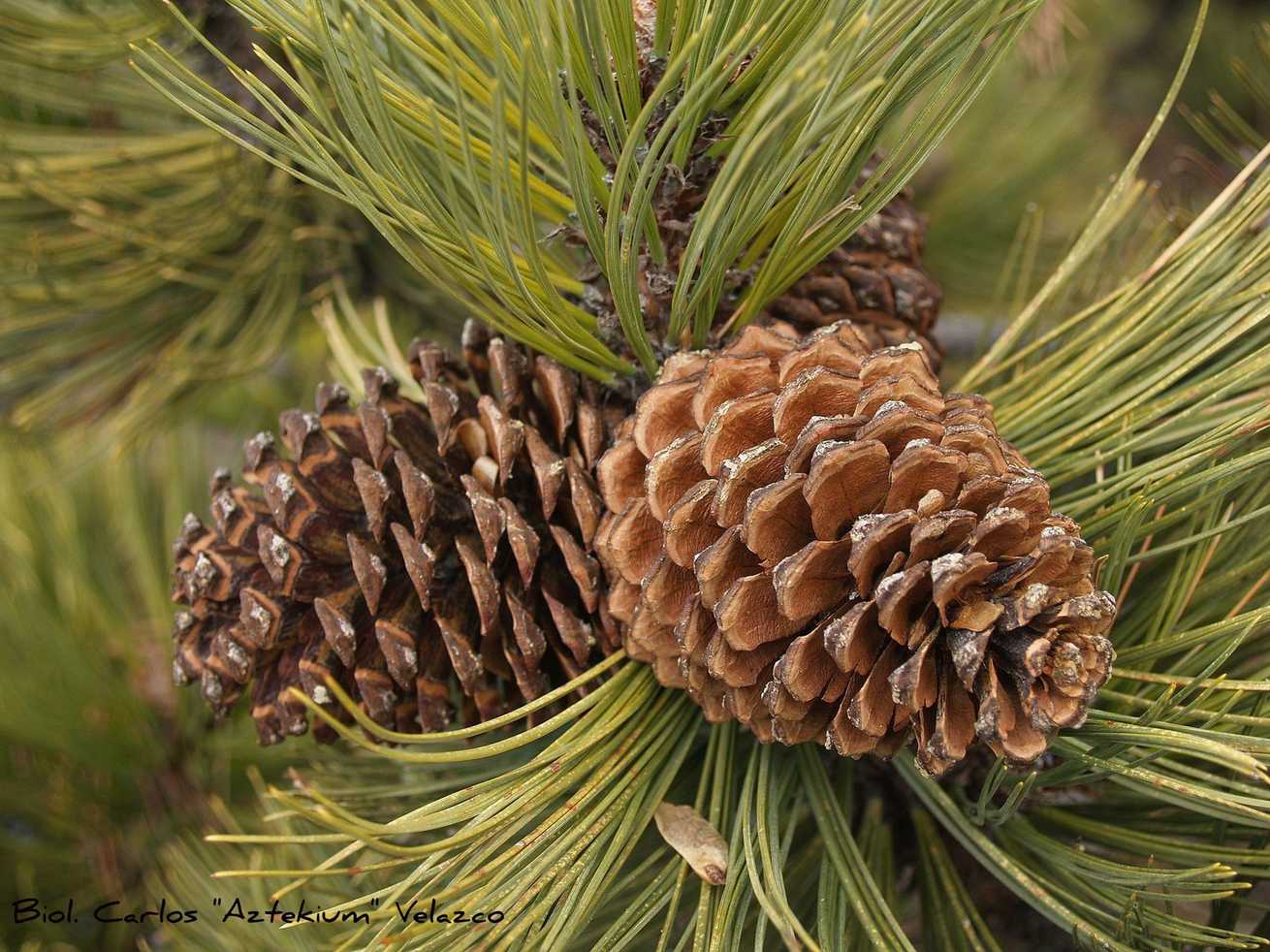 Pinus montezumae
