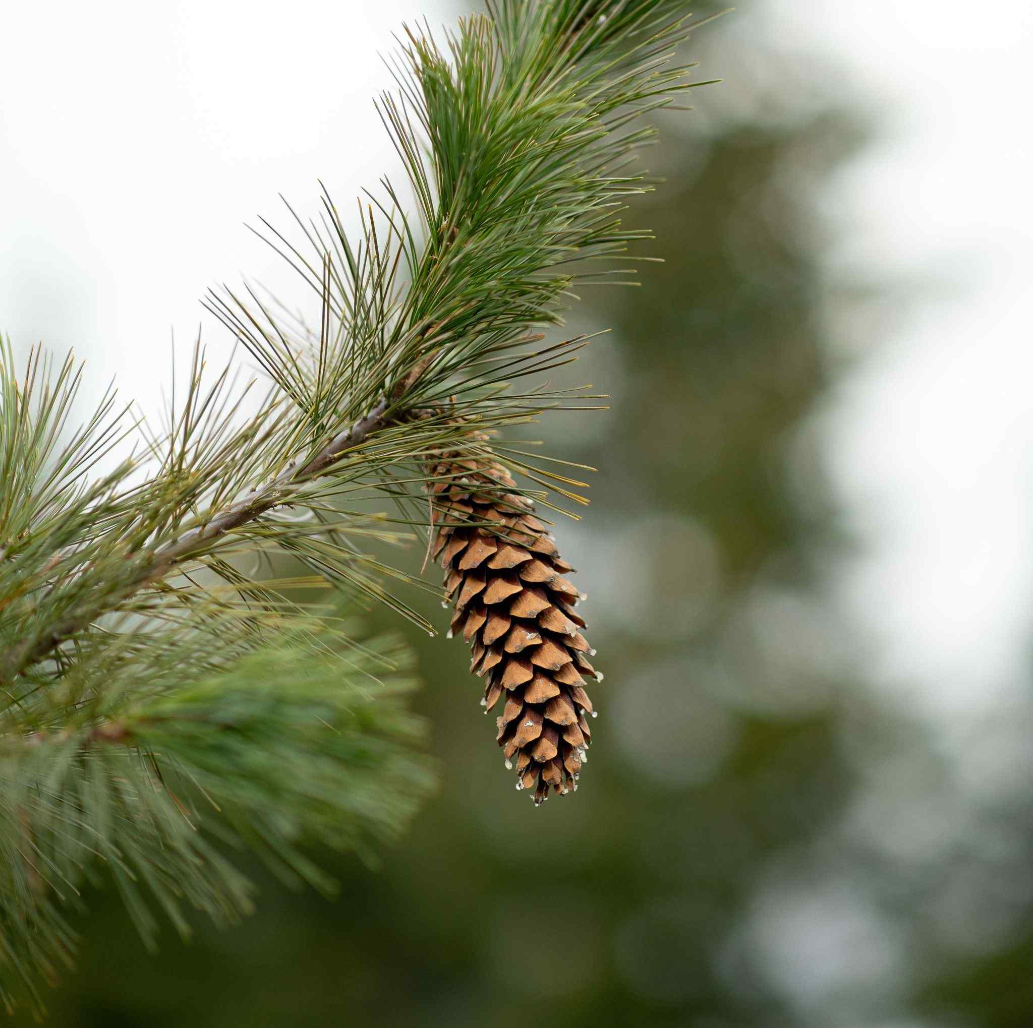 Pinus monticola