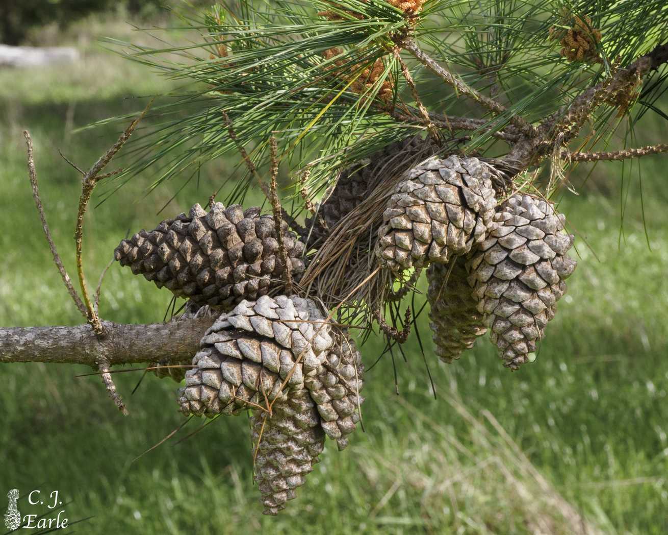 Pinus muricata