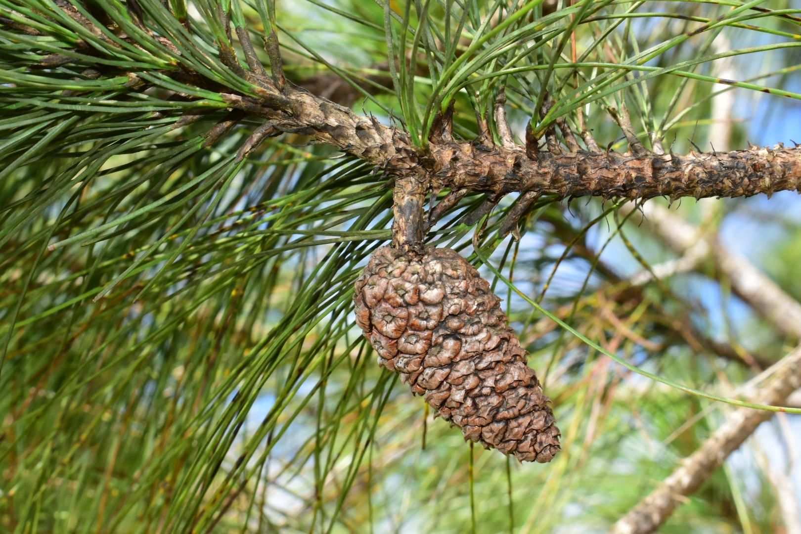 Pinus occidentalis