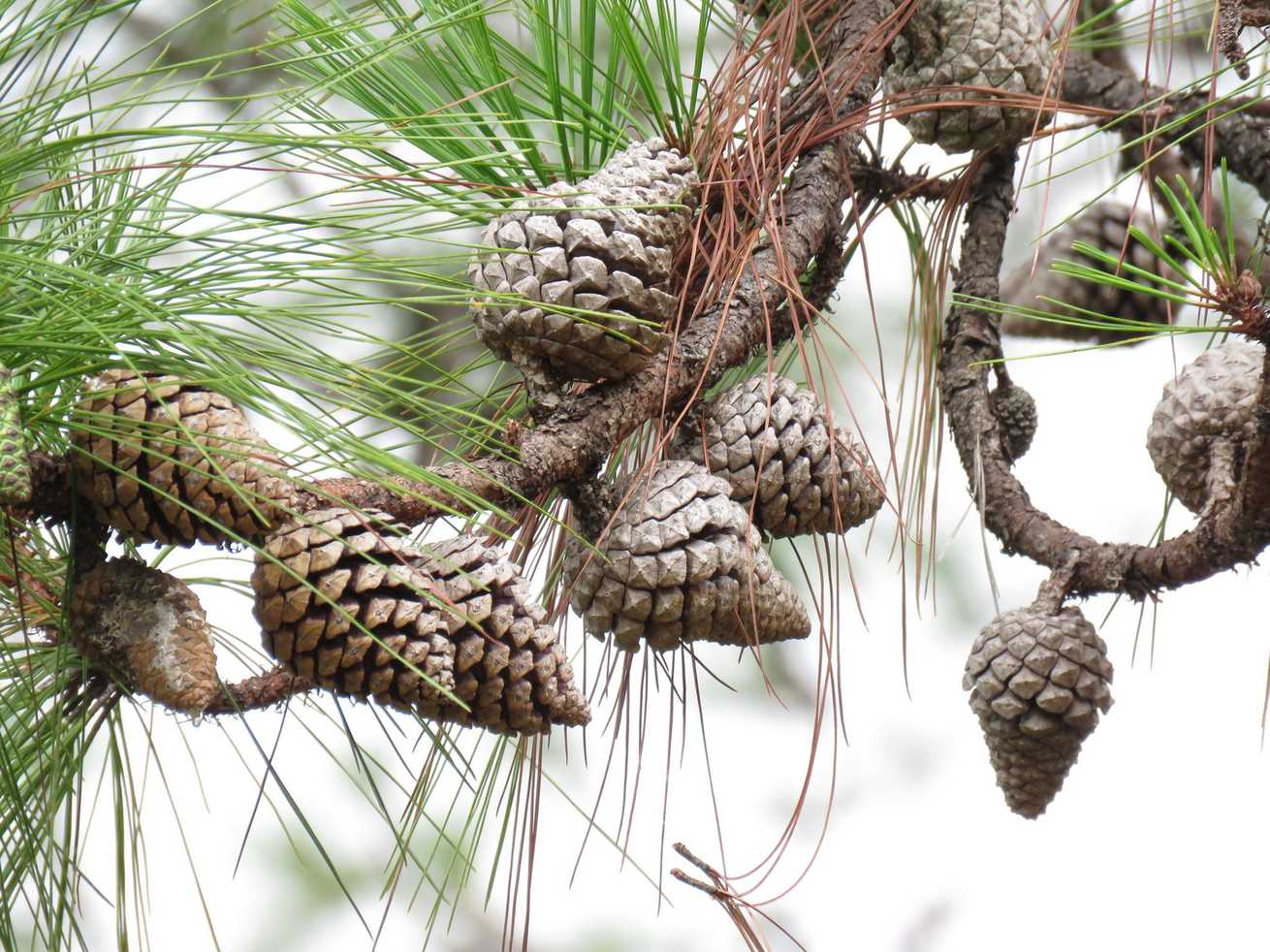 Pinus oocarpa