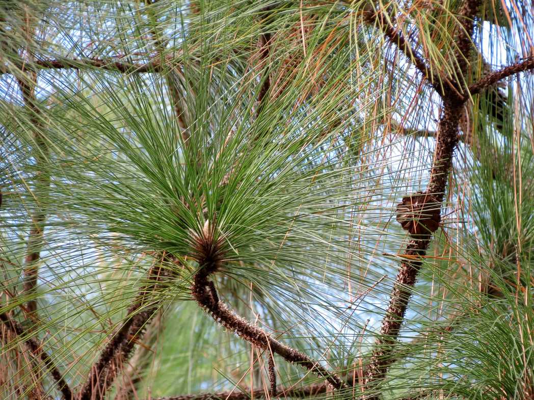 Pinus palustris