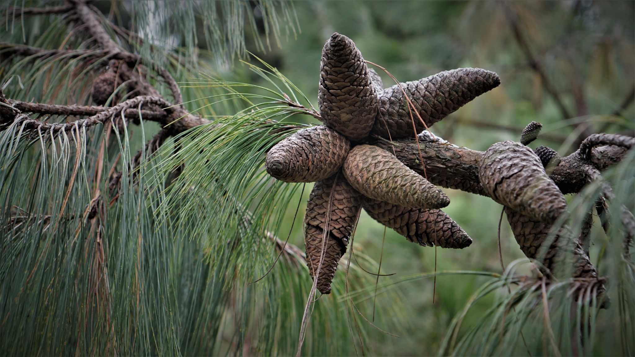 Pinus patula