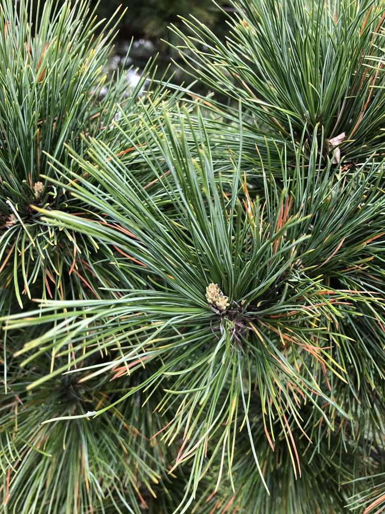 Pinus peuce