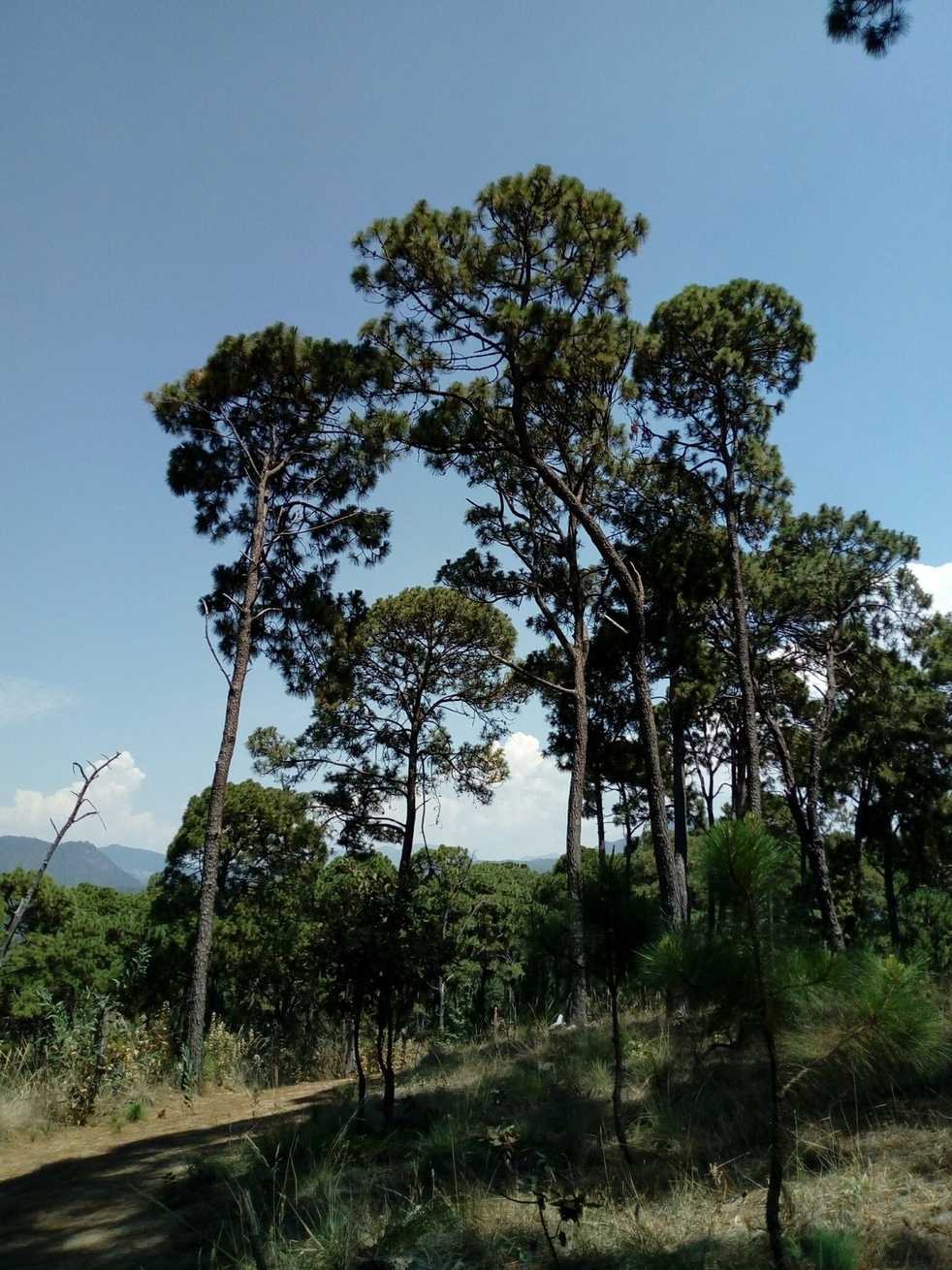 Pinus pringlei