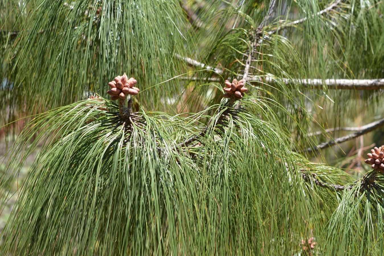 Pinus pseudostrobus