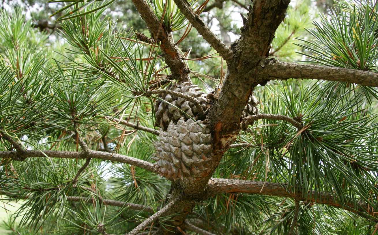 Pinus pungens