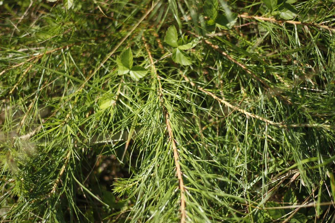 Pinus rigida