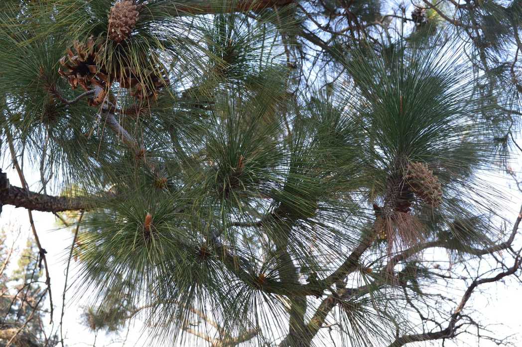 Pinus roxburghii