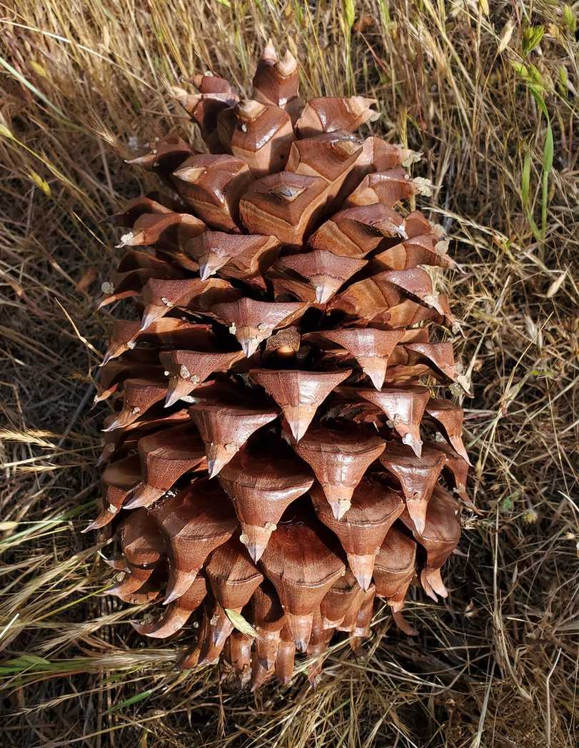 Pinus sabiniana