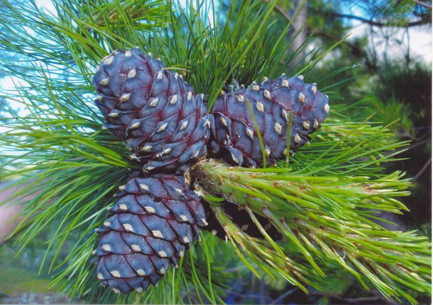 Pinus sibirica