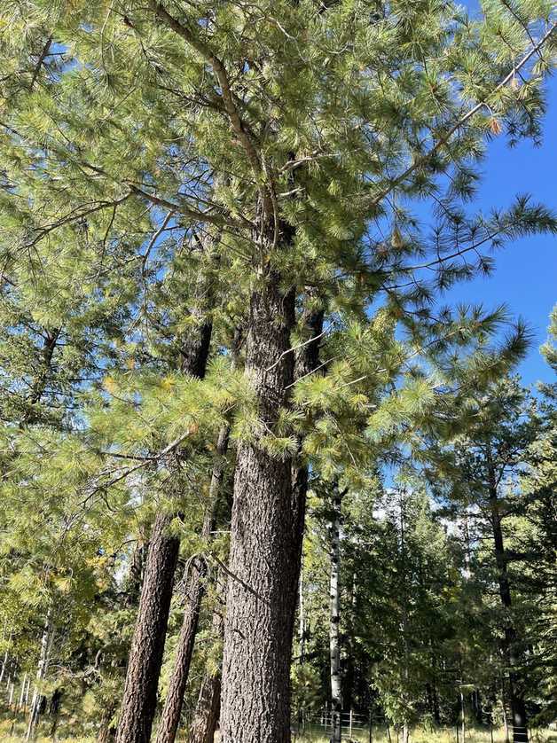 Pinus strobiformis
