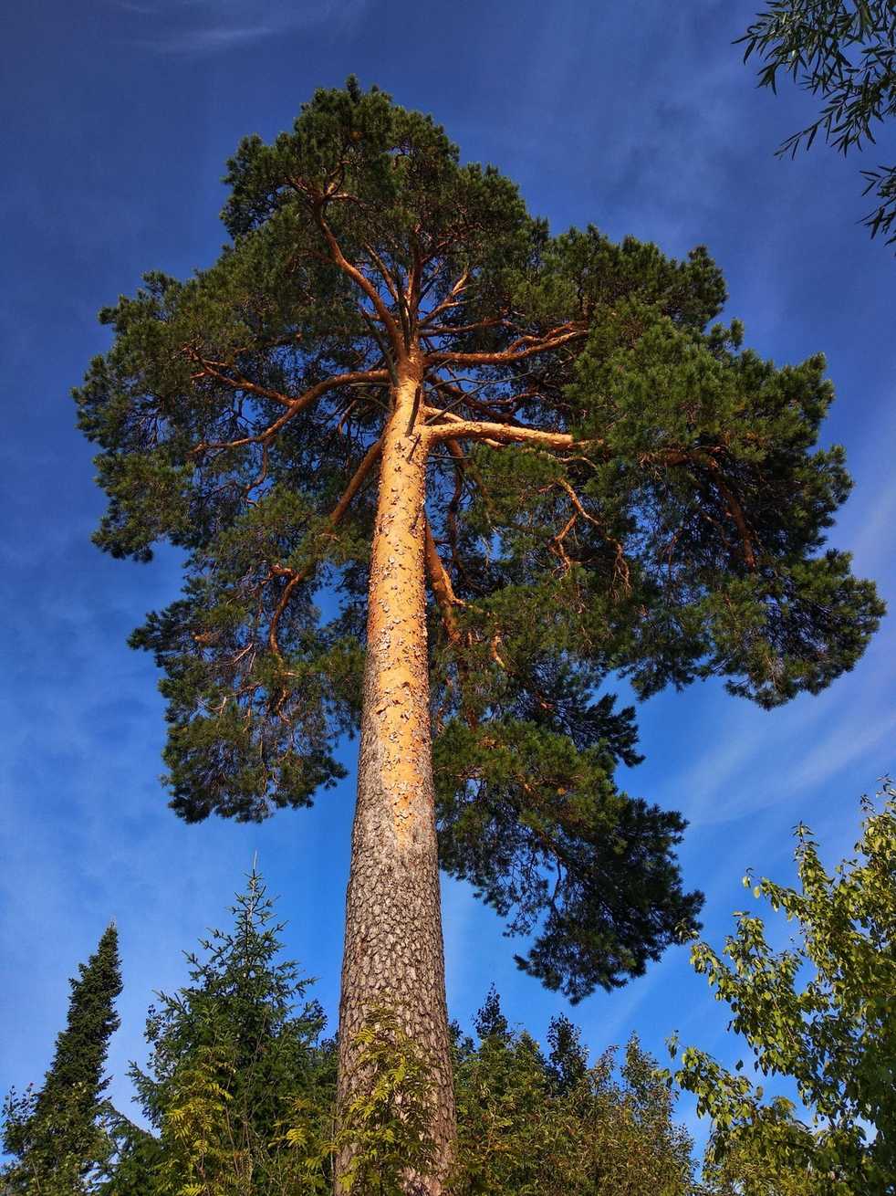 Pinus sylvestris