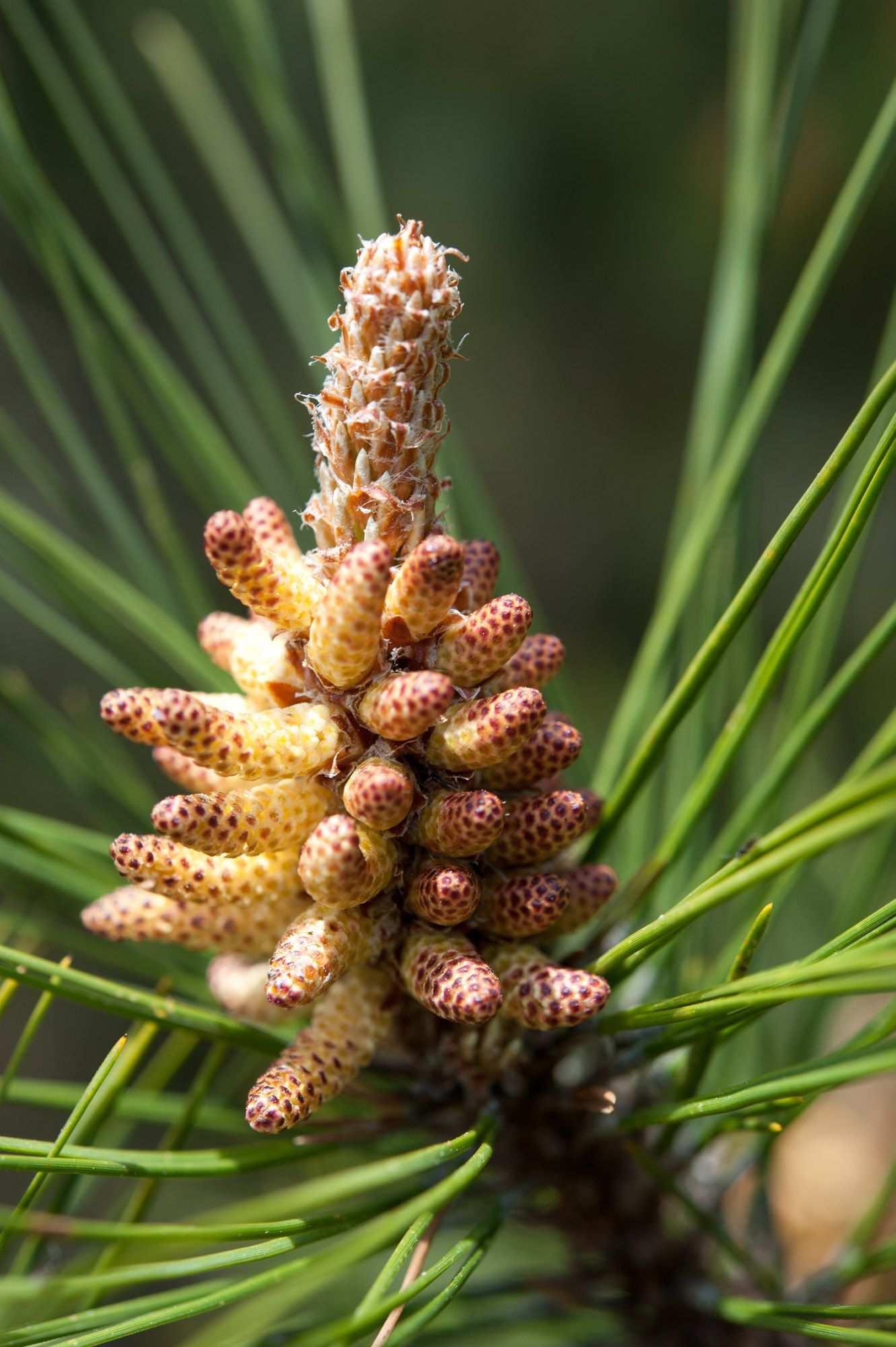 Pinus taiwanensis