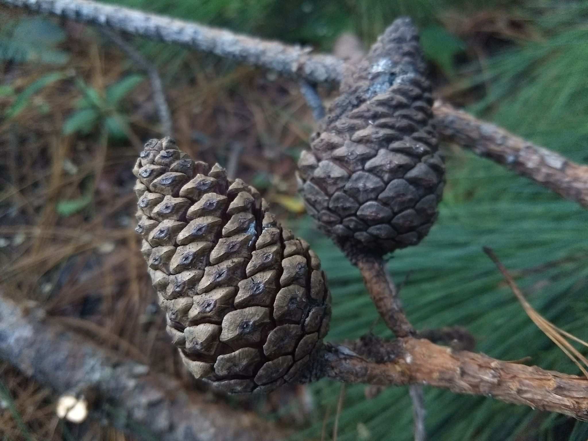 Pinus tecunumanii