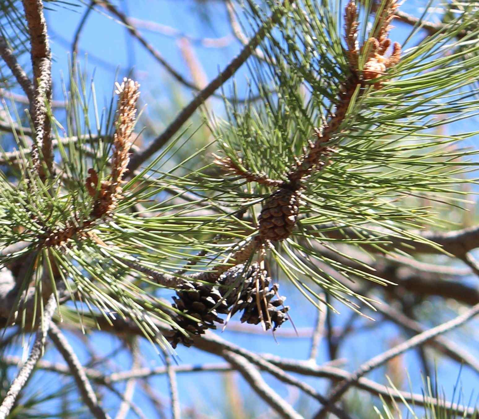 Pinus teocote