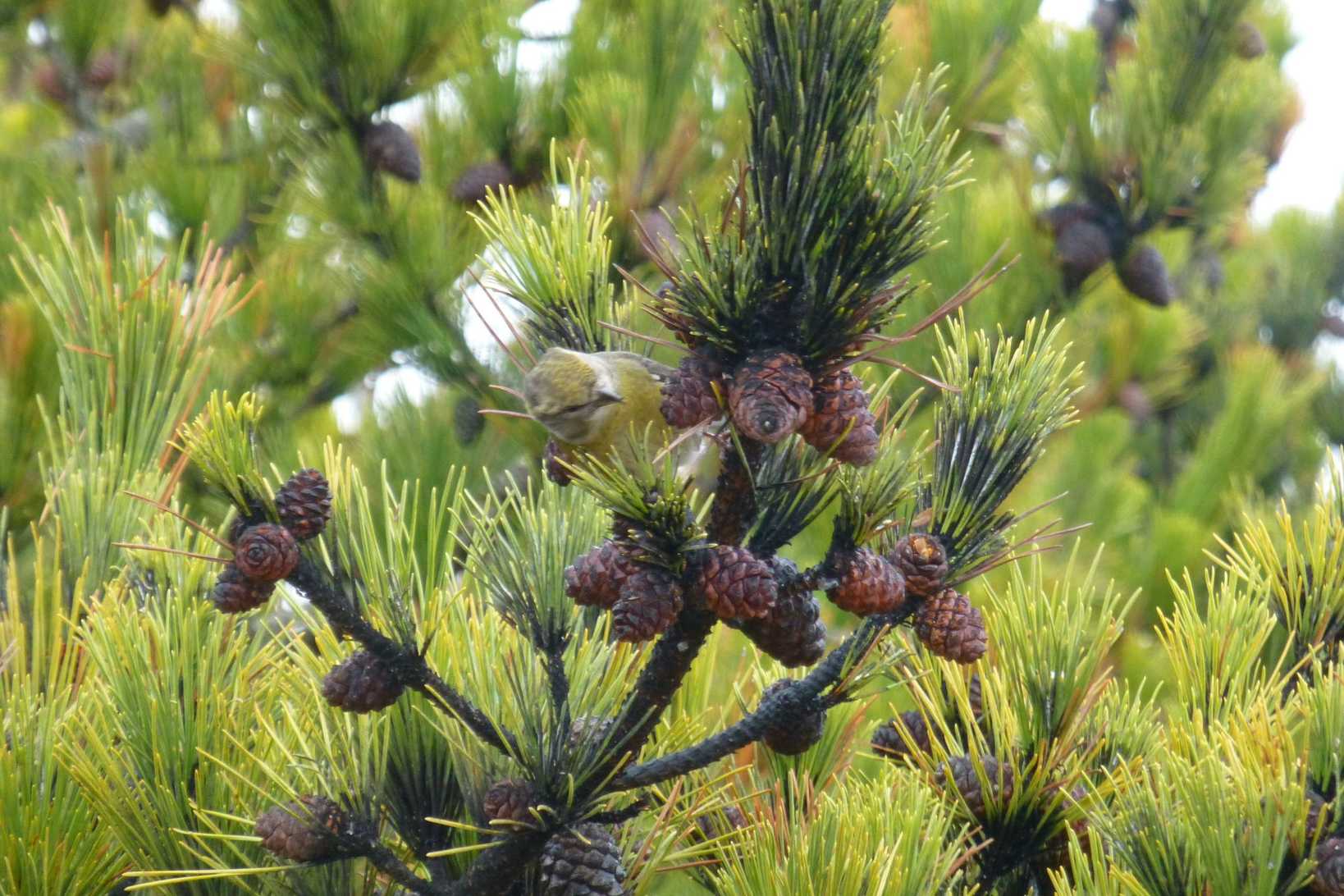 Pinus thunbergii