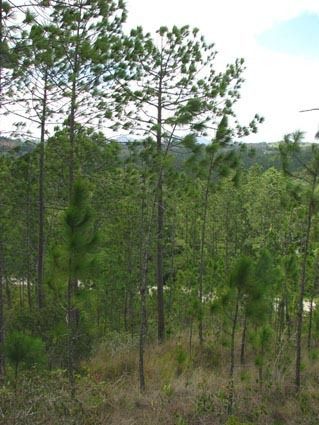 Pinus tropicalis