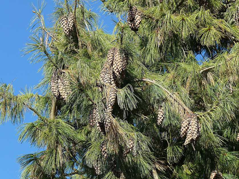 Pinus wallichiana