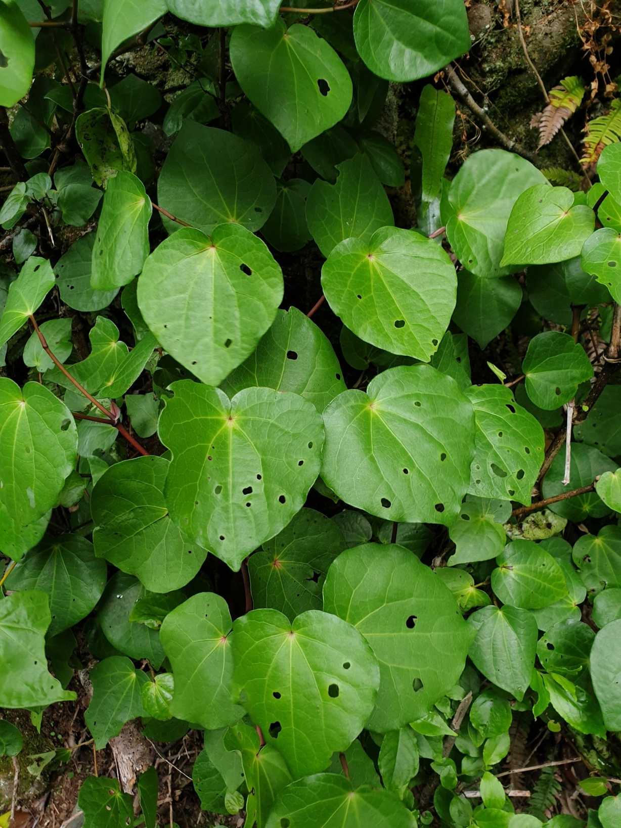 Piper excelsum