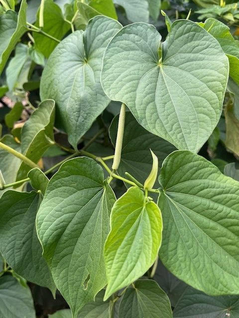 Piper methysticum