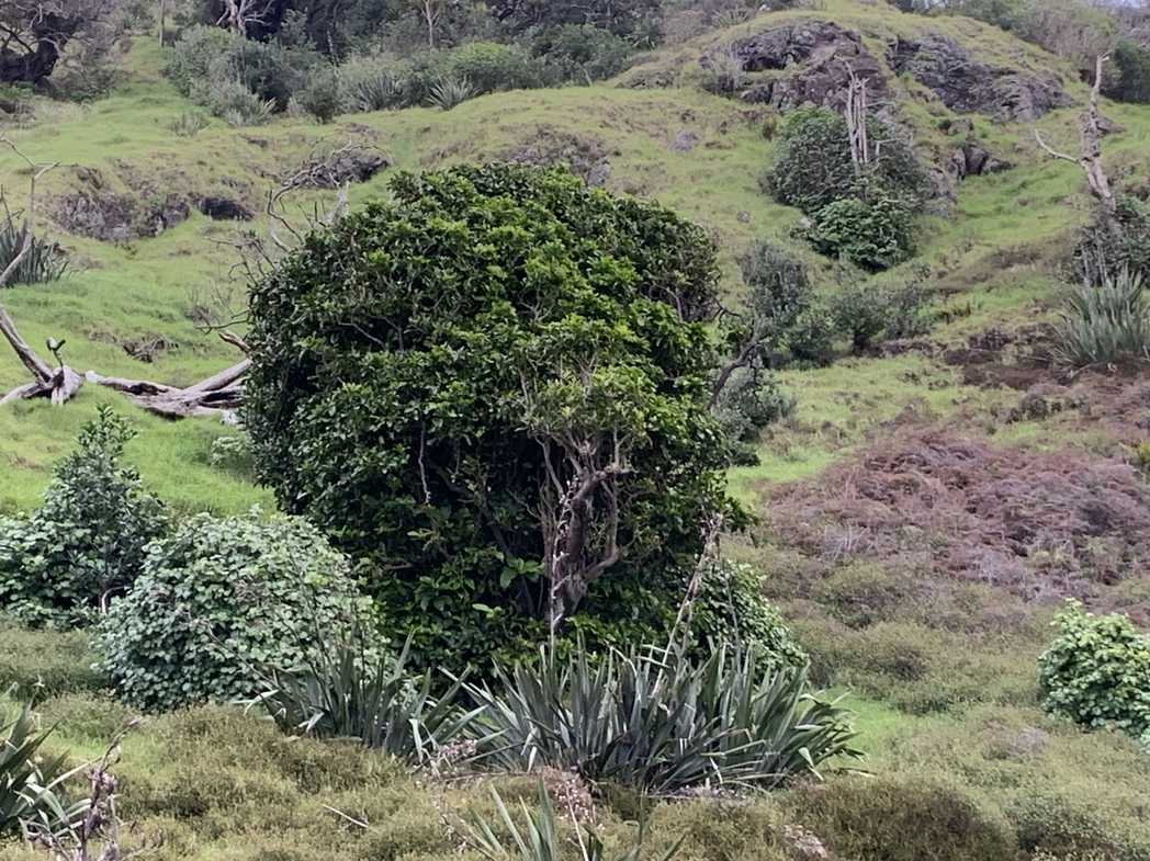 Pisonia brunoniana