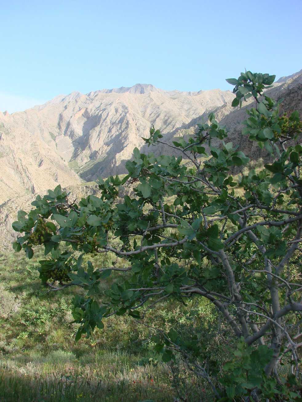 Pistacia vera