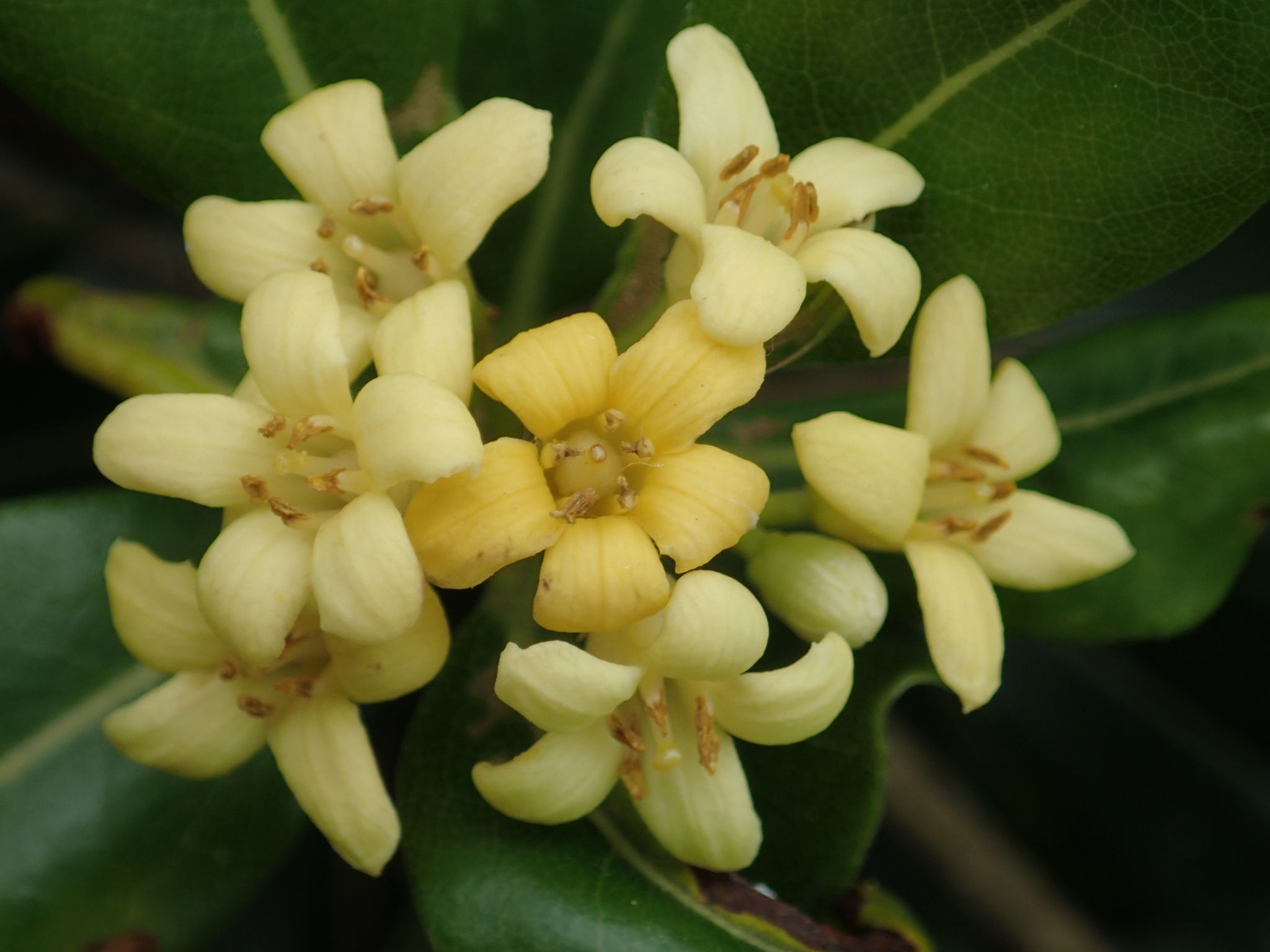 Pittosporum